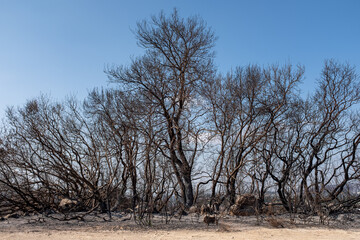 burned trees under blue sky on noon daylight after forest fire in Israel