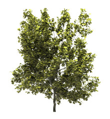 Deciduous tree on a white background. Isolated garden element, 3D illustration, cg render