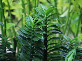 fern leaves in the garden