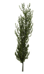 Fototapeta premium Deciduous tree on a white background. Isolated garden element, 3D illustration, cg render