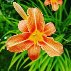 Daylilly