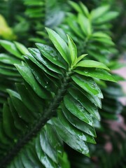 fern leaves