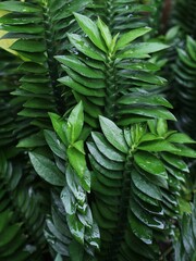 fern in the garden
