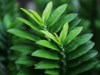green leaves background