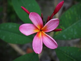 red frangipani flower