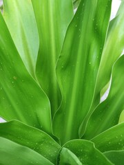 close up of green leaves