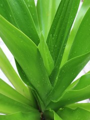 close up of leaves