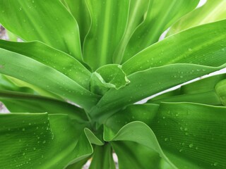 close up of green leaves