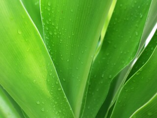 close up of green leaf