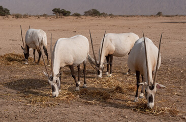 A group of Arabian oryxes in Hay-Bar Yotvata Nature Reserve, a breeding and rehabilitation center for endangered extinct animals mentioned in the Bible. A critically endangered species of antelope.