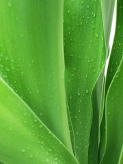 green leaf with drops of water