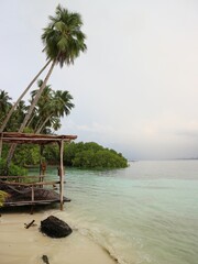 beach with palm trees