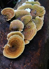 mushrooms on the tree