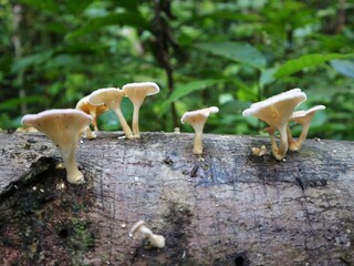 mushrooms in the forest