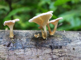 mushroom on the stump