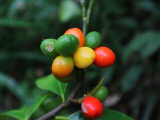 berries of a cherry