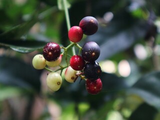 red berries of a currant