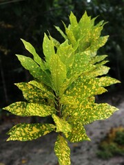 green leaves of a tree