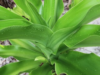 close up of aloe plant
