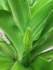 close up of green leaves