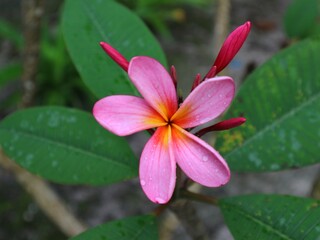 pink plumeria flower