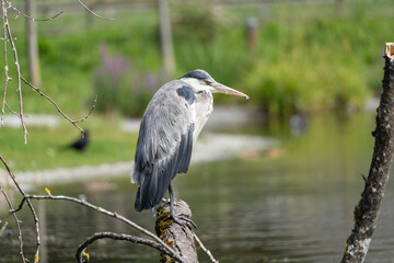 Heron cendré perché sur une branche au bord de l'eau