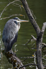 Heron cendré perché sur une branche au bord de l'eau