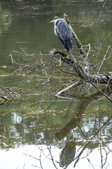 Heron cendré perché sur une branche au bord de l'eau