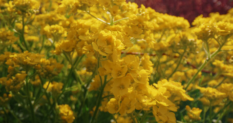 Yellow flowers blooming field in sunny day. Meditative floral background.