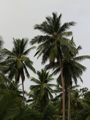 palm trees in the wind