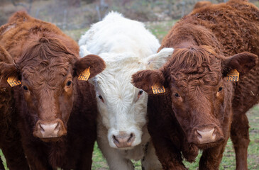 Tres jóvenes  ejemplares  de ganado bovino