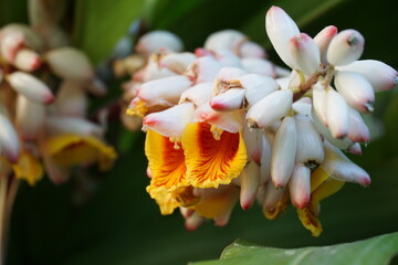 Flor blanca naranja y rojo de primavera verano
