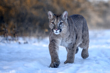 American cougar running in a meadow over white snow.