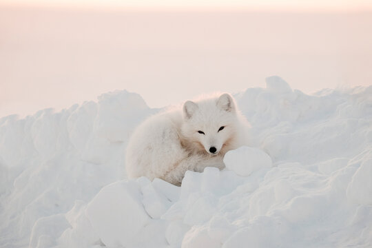 Arctic white fox close-up. Arctic fox sits in the snow and looks into the frame. - Powered by Adobe