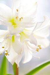 Naklejka na ściany i meble Macro shot od a white amaryllis flower. Nature concept.