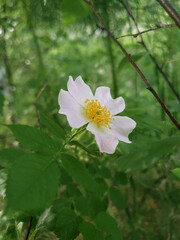 Close-up to a wild rose hip flower
