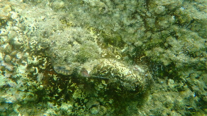 Giant wormshell or giant wormsnail (Thylacodes arenarius) and Scarlet coral (Balanophyllia (Balanophyllia) europaea) undersea, Aegean Sea, Greece, Halkidiki 