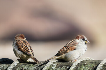 Sparrow close-up. Passeridae. Songbird.
