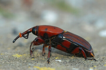 Closeup on the colorful pest species, the Red Palm weevil or Rhynchophorus ferrugineus