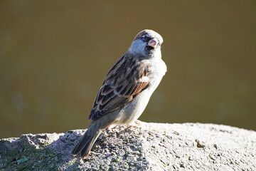 Sparrow close-up. Passeridae. Songbird.
