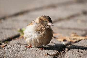 Sparrow close-up. Passeridae. Songbird.
