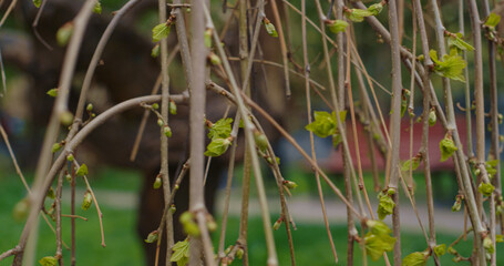 Tree branches blossoming against small city park landscape in closeup.