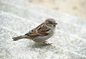 Sparrow close-up. Passeridae. Songbird.
