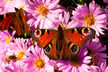 Peacock butterfly on a flower. Insect with colorful wings in close-up. Inachis io.