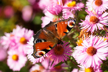 Peacock butterfly on a flower. Insect with colorful wings in close-up. Inachis io.