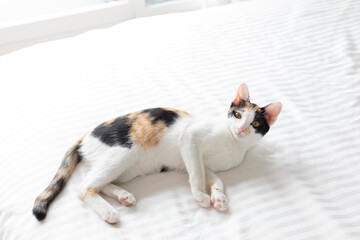 Cute calico kitten lying on the cushion