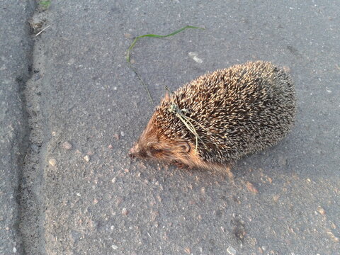 hedgehog on the ground
