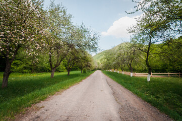 Old road across the apple trees and green grass