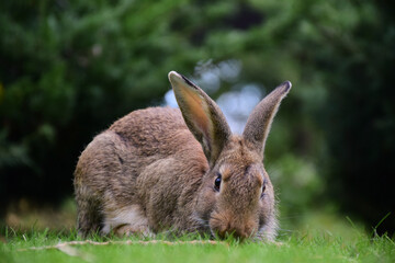 Close-up big rabbit sitting on green grass in the park