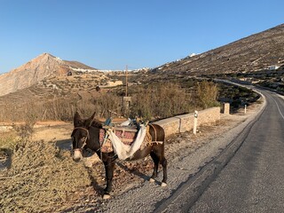 Âne à Folégandros, Grèce